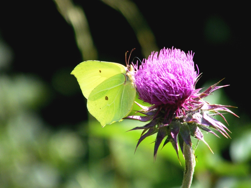 Gonepteryx rahmni